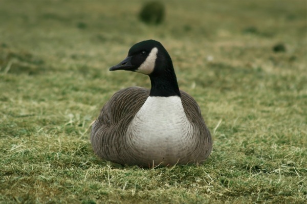 canada-geese-a.jpg