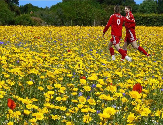 flowermeadow.jpg