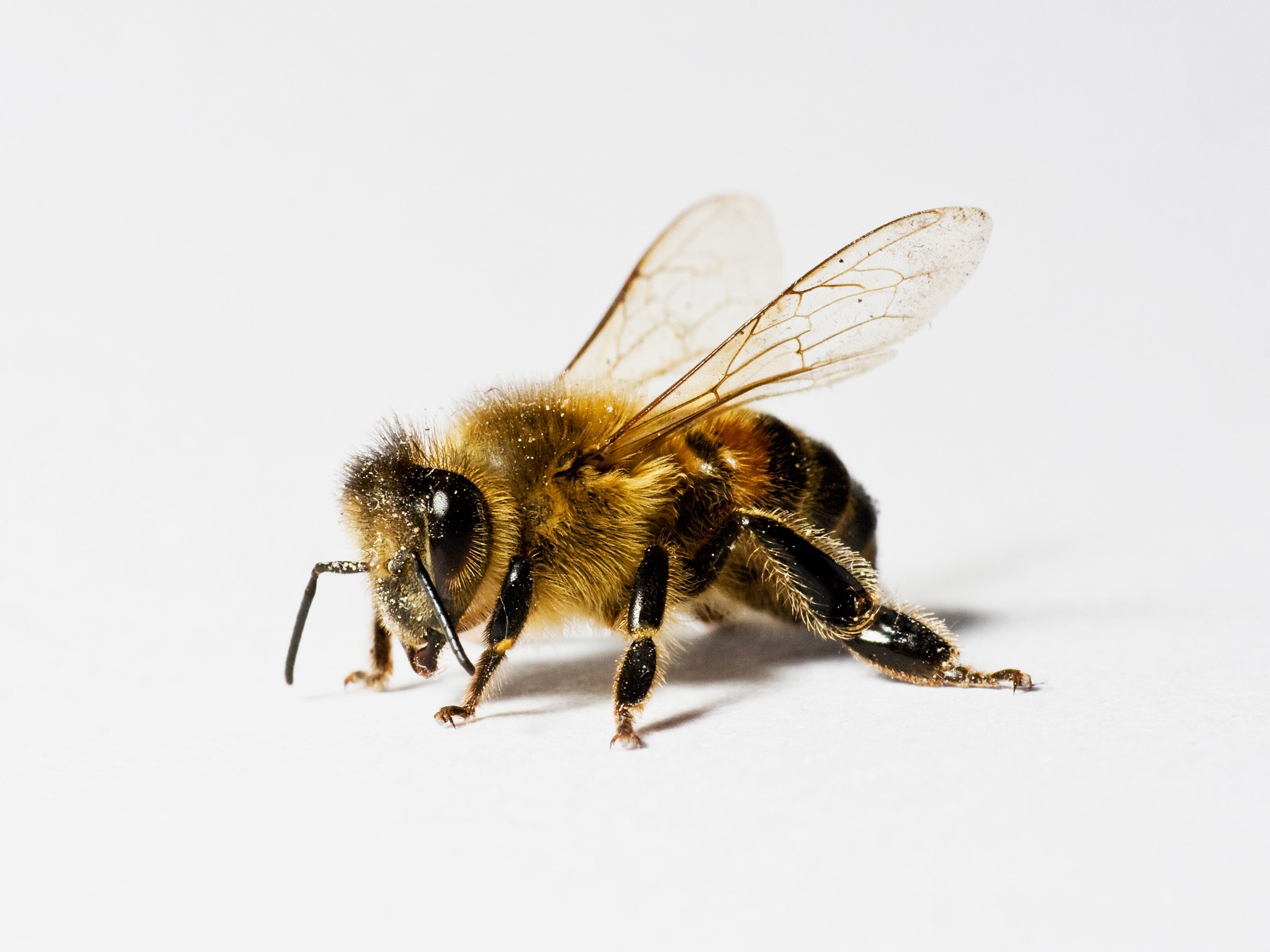 bee-146810332.jpg