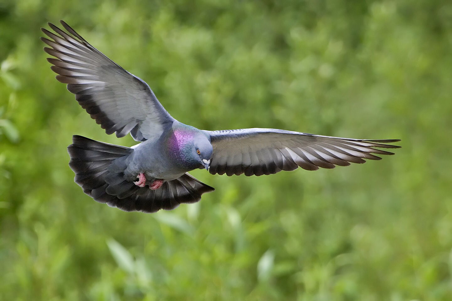 Rock_dove_-_natures_pics.jpg