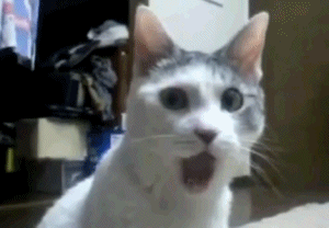 CatOMGFunny.gif