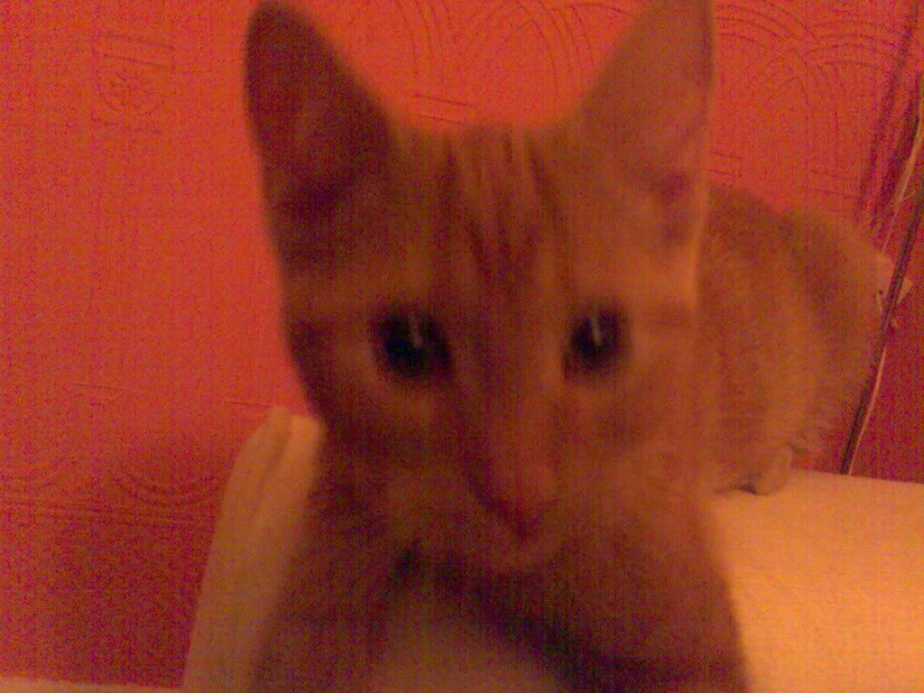 Image004.jpg