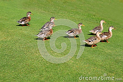 flock-ducks-walking-garden-green-grass-16508046.jpg